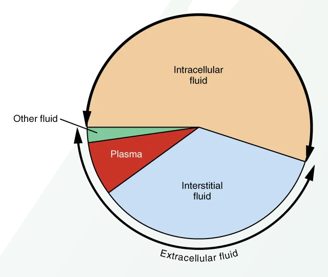 Body fluid compartments in a 70 kg adult