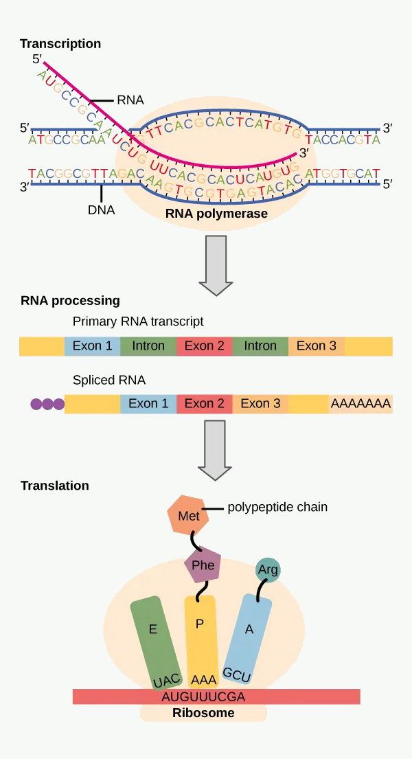 Central dogma diagram showing DNA, RNA, and protein synthesis