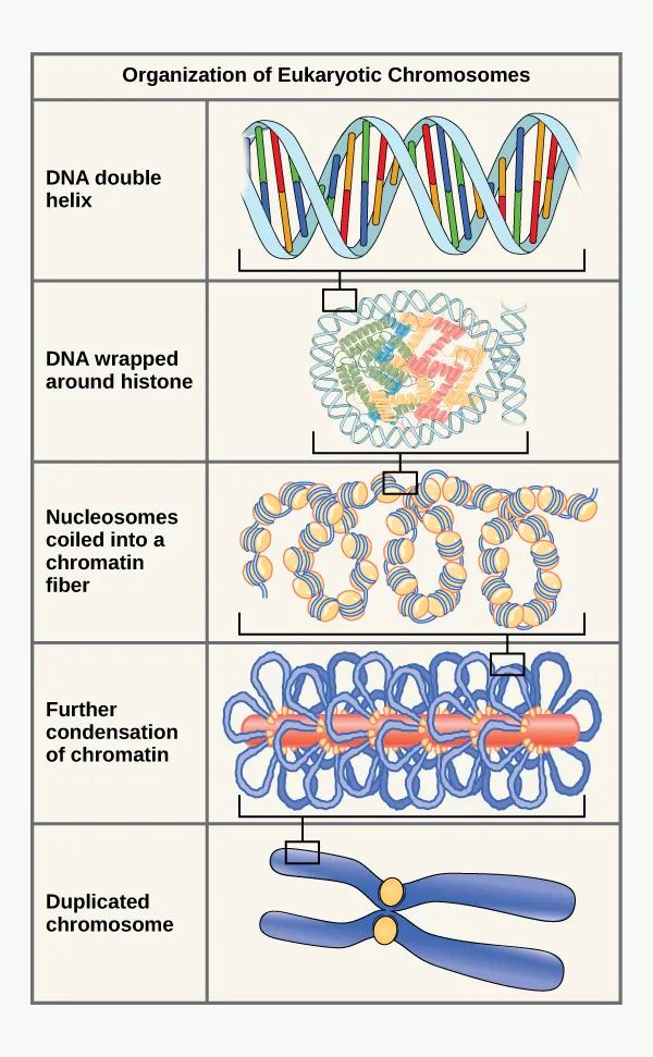 DNA packing into nucleosomes, chromatin, and chromosome