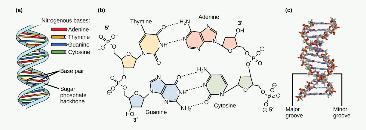 DNA double helix and base-pairing diagram