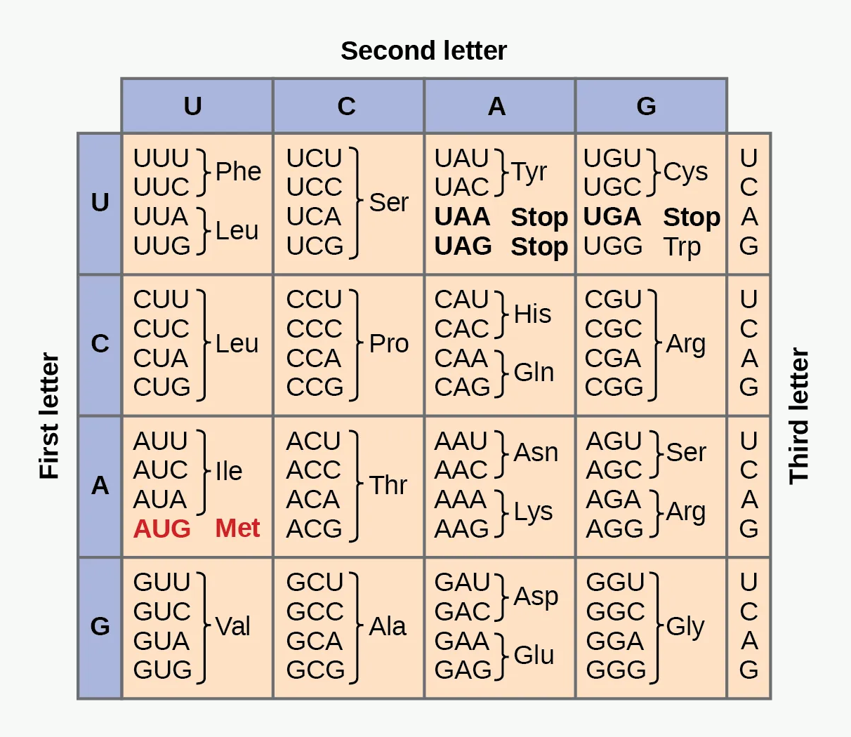 Genetic code codon table