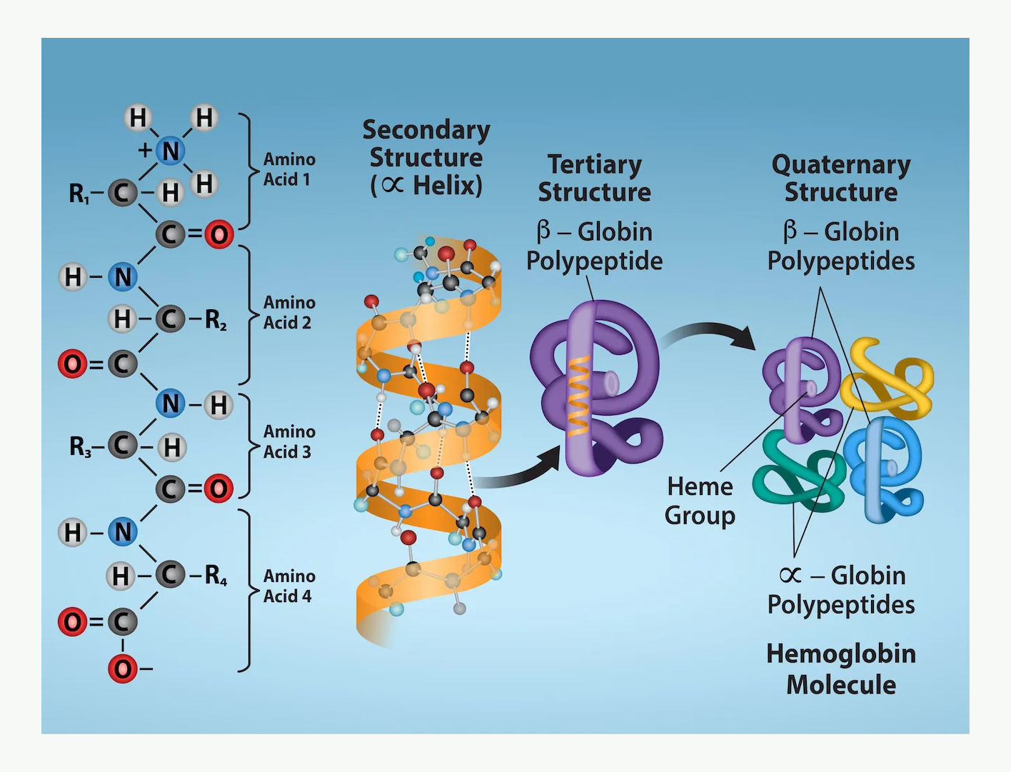 Primary, secondary, tertiary, and quaternary protein structure