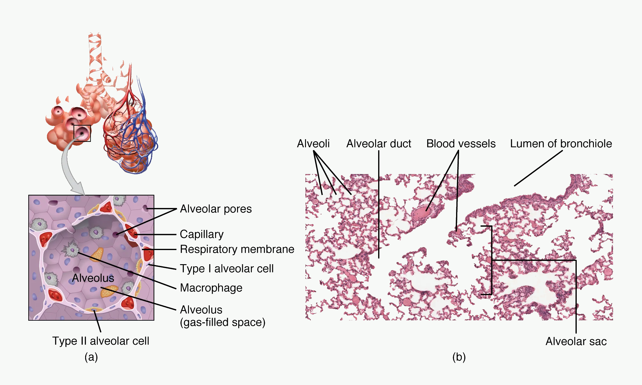 Alveolar sacs and a magnified alveolus showing surrounding capillaries and alveolar wall structure.