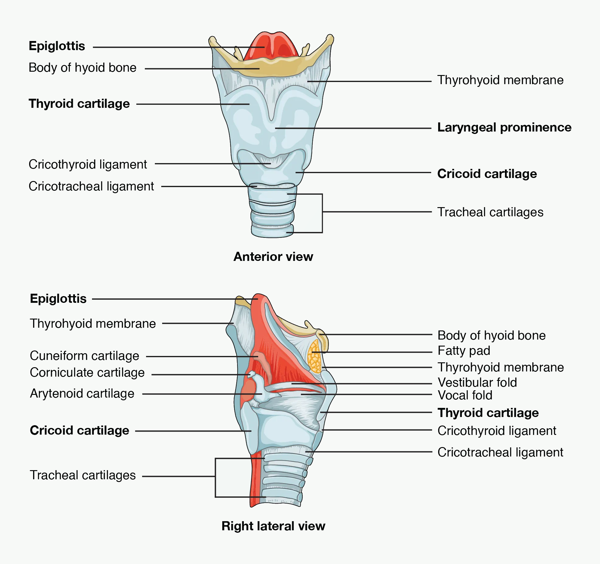 Anterior and lateral views of the larynx with thyroid cartilage, cricoid cartilage, hyoid bone, and epiglottis.