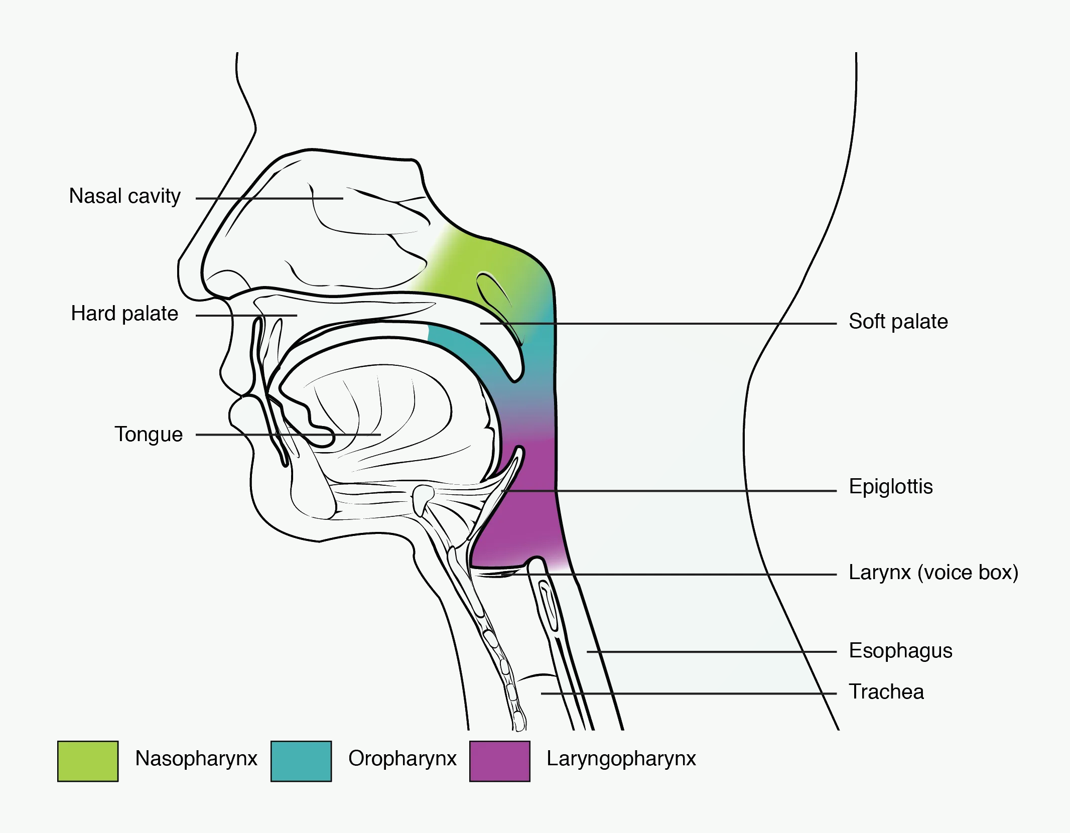 Side view of the face showing nasopharynx, oropharynx, and laryngopharynx.