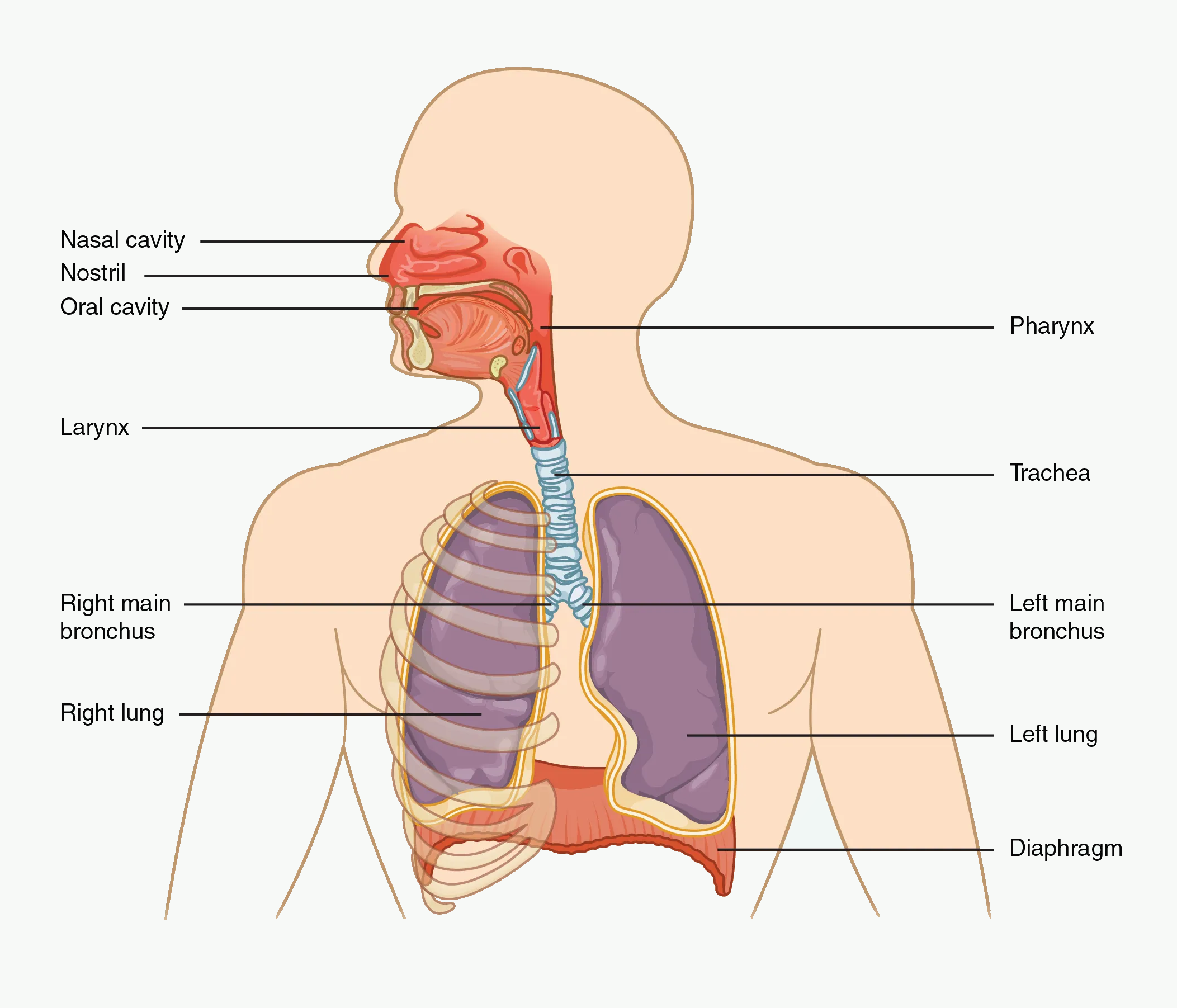 Major respiratory structures from nasal cavity to lungs and diaphragm.
