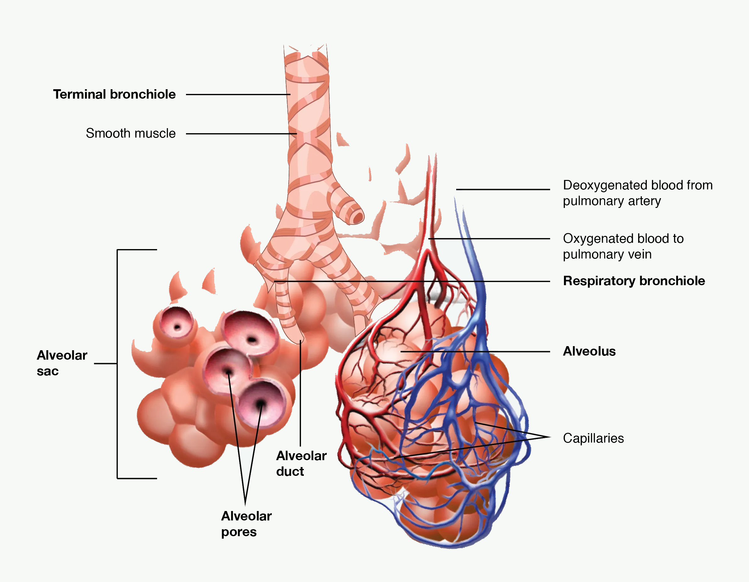 Bronchioles leading to alveolar sacs with pulmonary vessels and gas exchange in the respiratory zone.