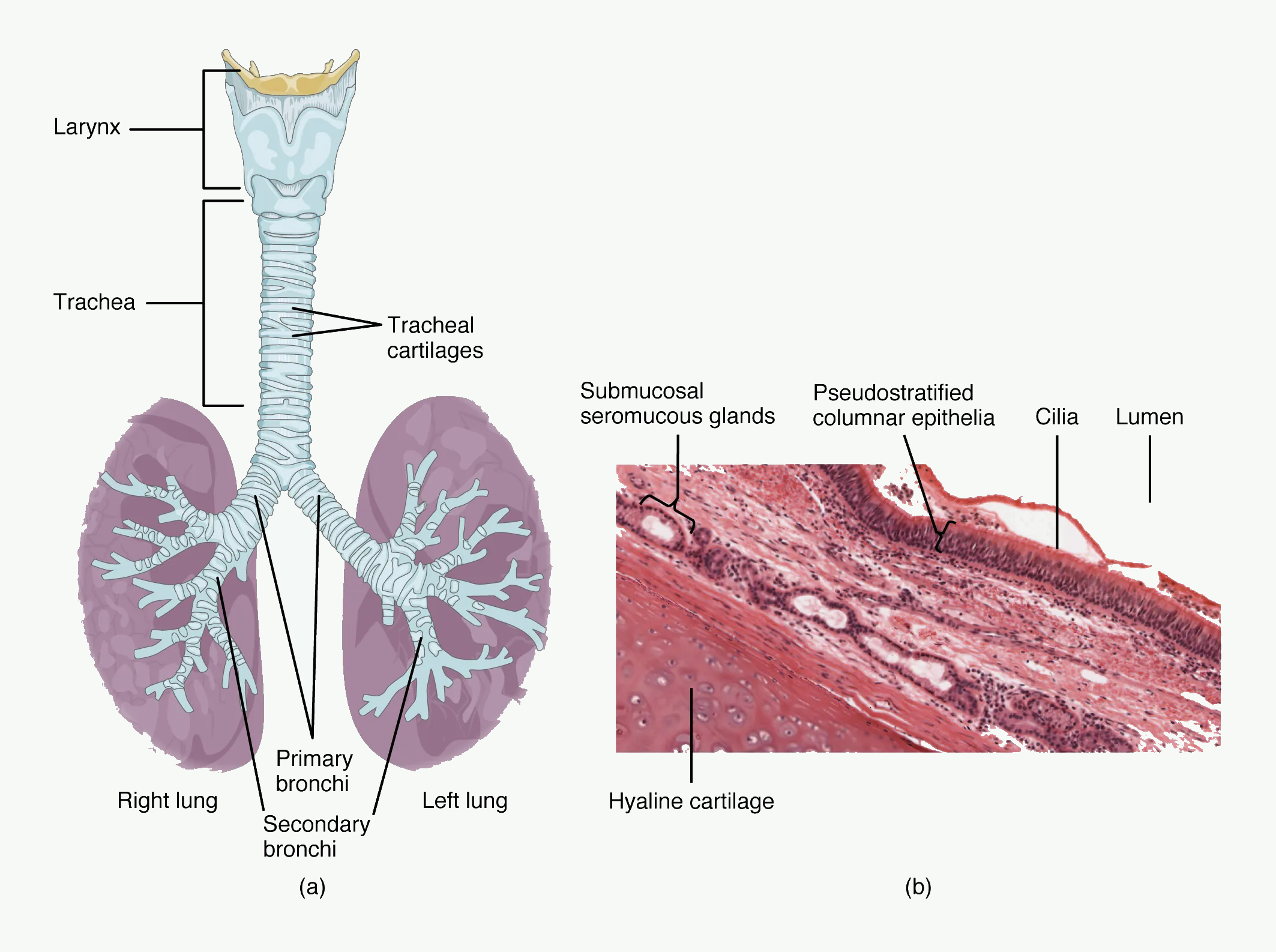 Trachea, main bronchi, lungs, and tracheal wall structure with cartilage and ciliated mucosa.