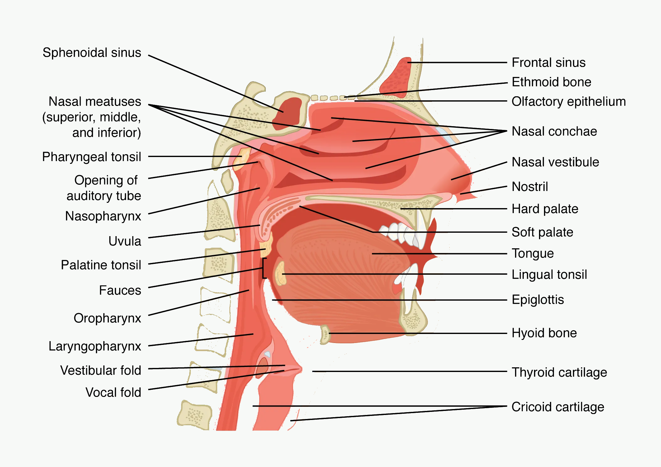 Cross-section of the nose and throat showing nasal cavity, oral cavity, pharynx, and laryngeal inlet.