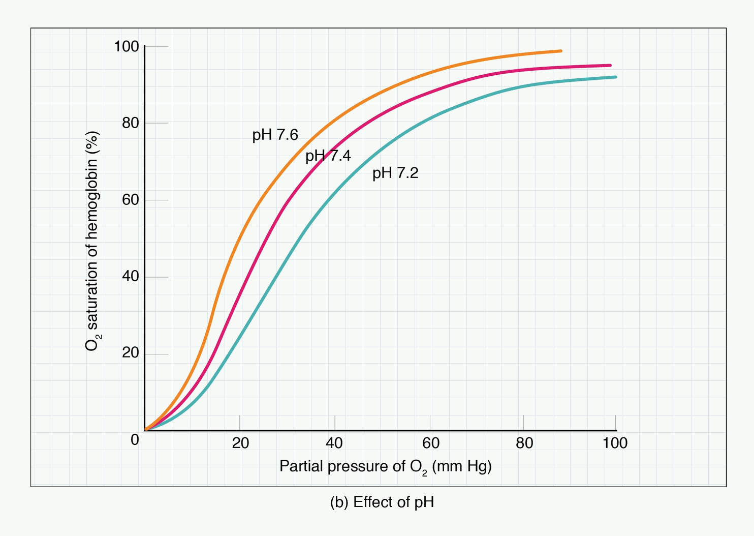 Haemoglobin oxygen dissociation curve showing pH effects and the Bohr shift.