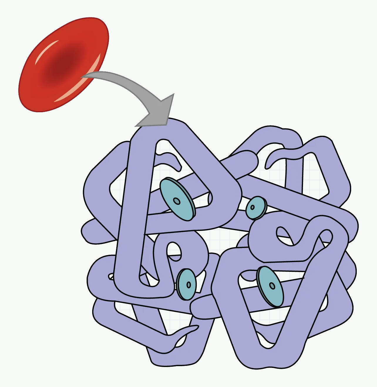 Red blood cell and haemoglobin diagram showing four haem-containing subunits.