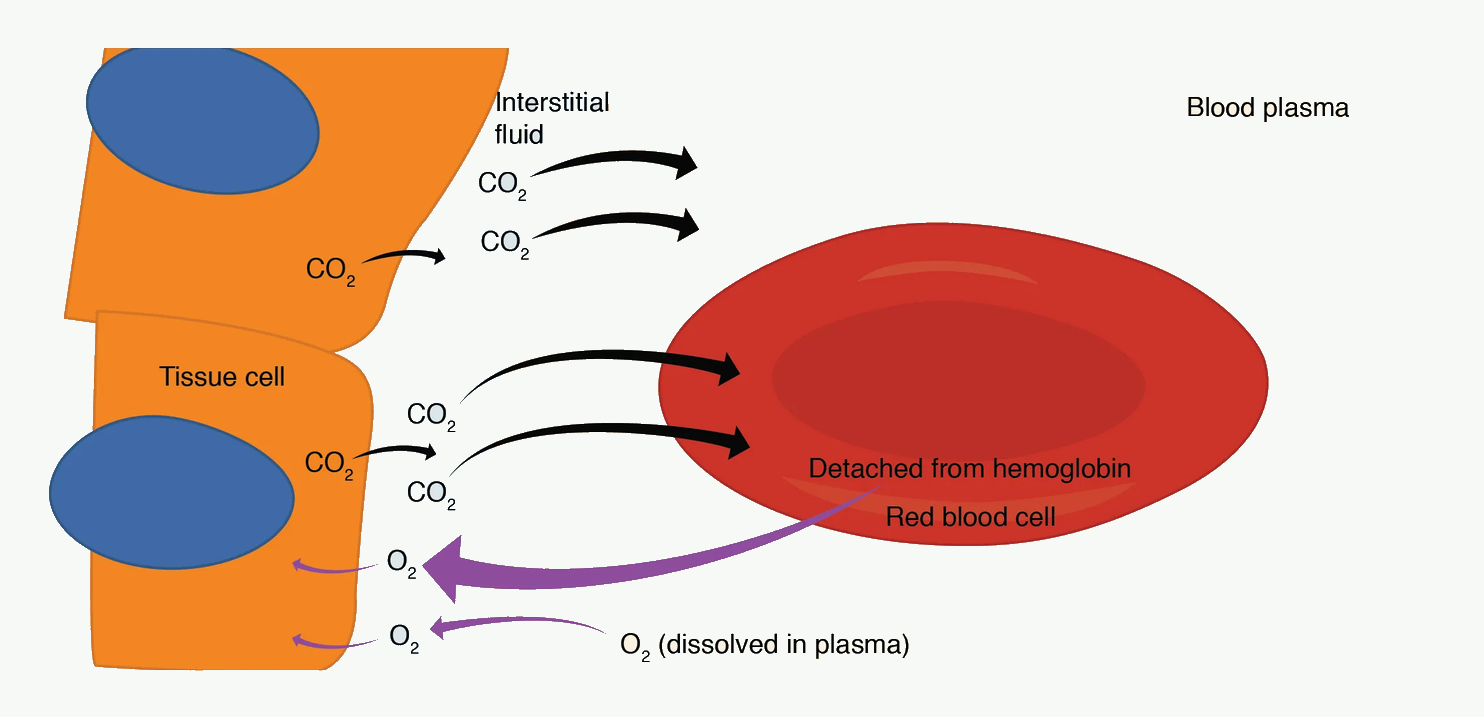 Internal respiration diagram showing oxygen delivery to tissues and carbon dioxide return to blood.