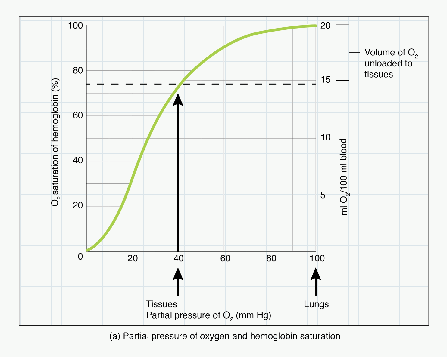 Oxyhaemoglobin dissociation curve showing the plateau, steep region, and tissue unloading.