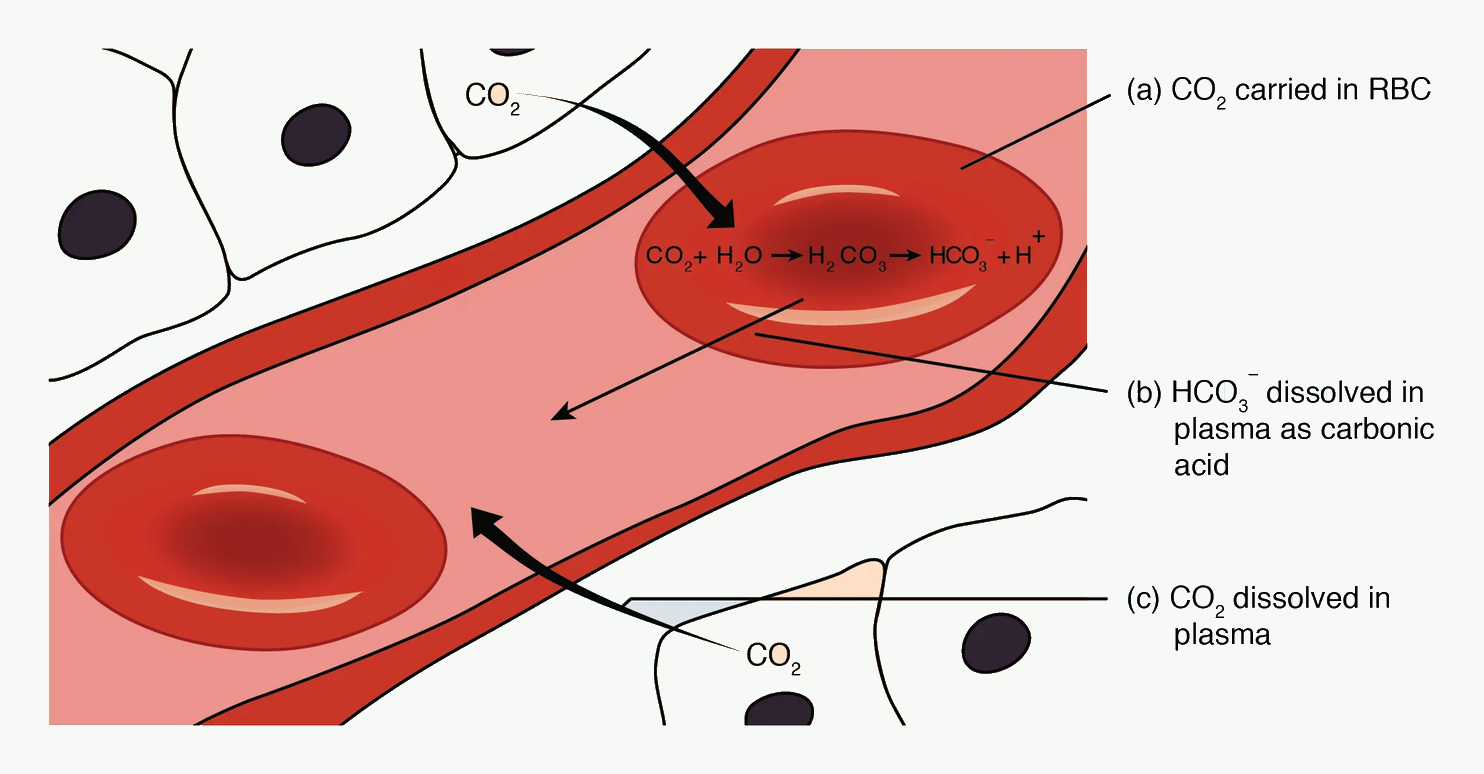 Carbon dioxide transport diagram showing dissolved carbon dioxide, bicarbonate formation, and carbamino transport.
