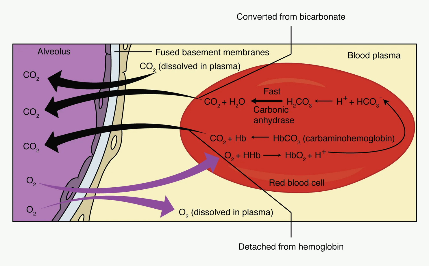 External respiration diagram showing gas diffusion across the alveolar-capillary membrane.